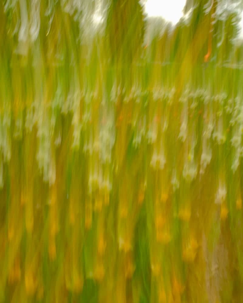 Rockway Gardens - Image 1