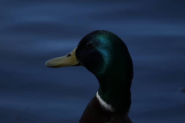 Silbersee Park Wildlife - Image 1