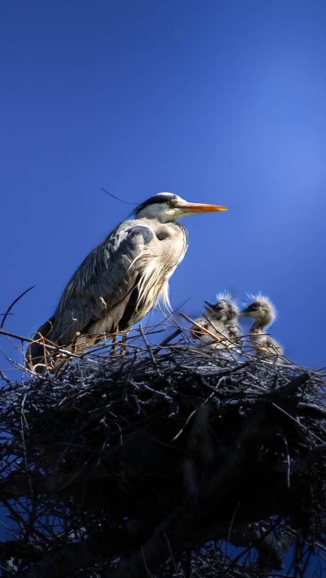 Grey Heron Nesting Site, Clara-Zetkin-Park - Image 1