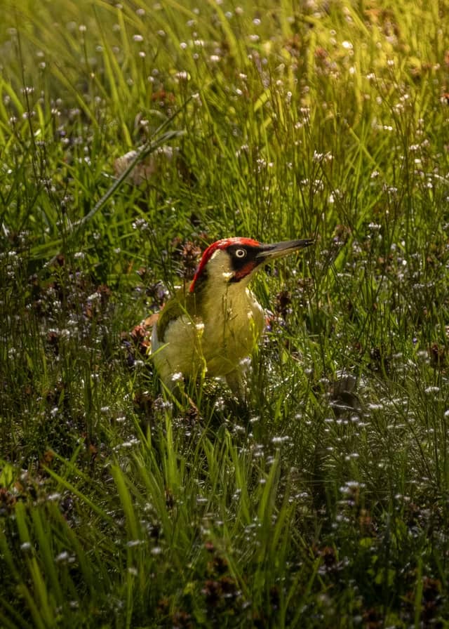 Leipziger Auwald - Image 1