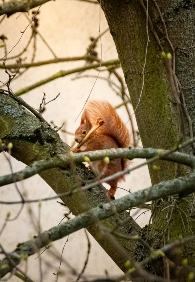 Leipzig Red Squirrel Spot - Image 1