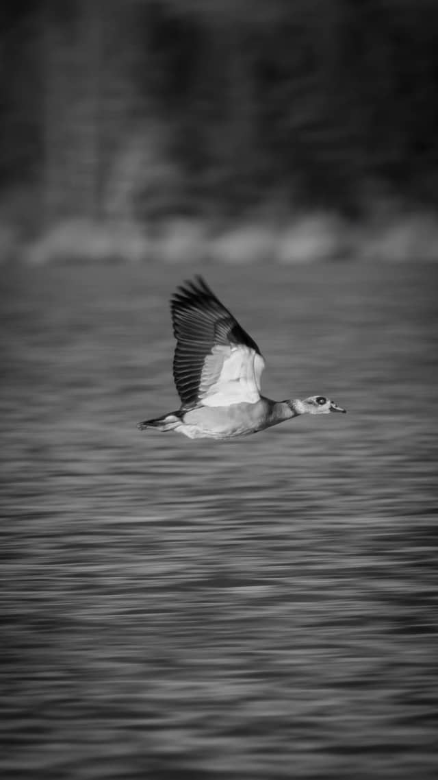 Cospudener See - Image 1