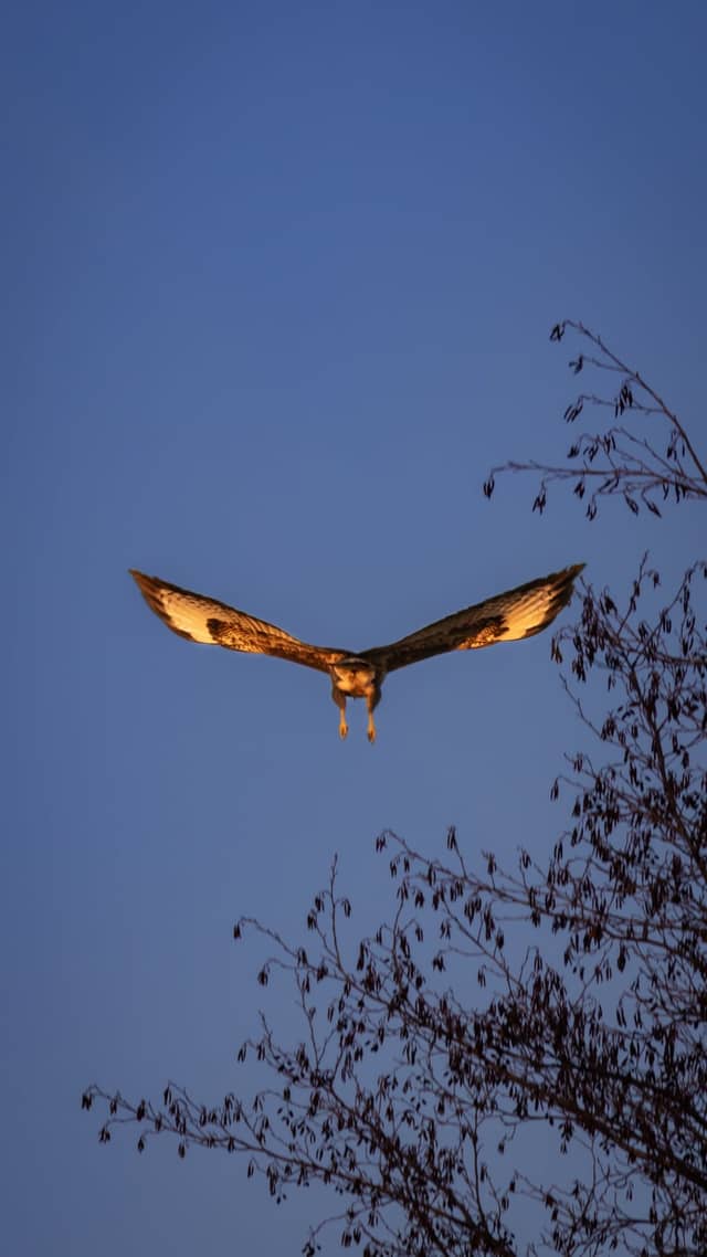 Leipziger Neuseenland Wildlife Area - Image 1