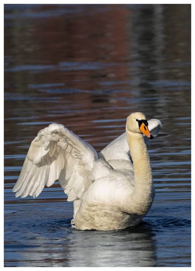 Cospudener See - Image 1