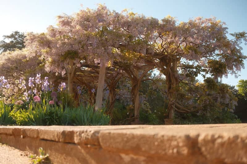 RHS Garden Hyde Hall Wisteria Pergola - Image 1