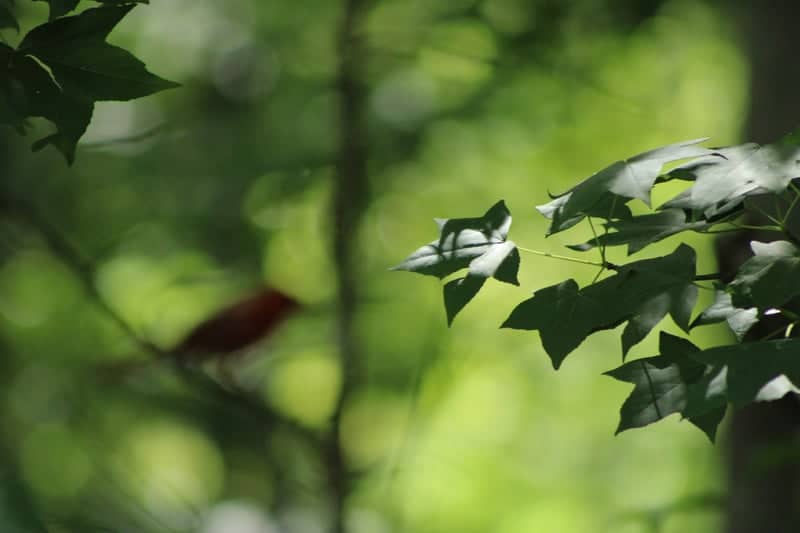 East Texas Birding Garden - Image 1