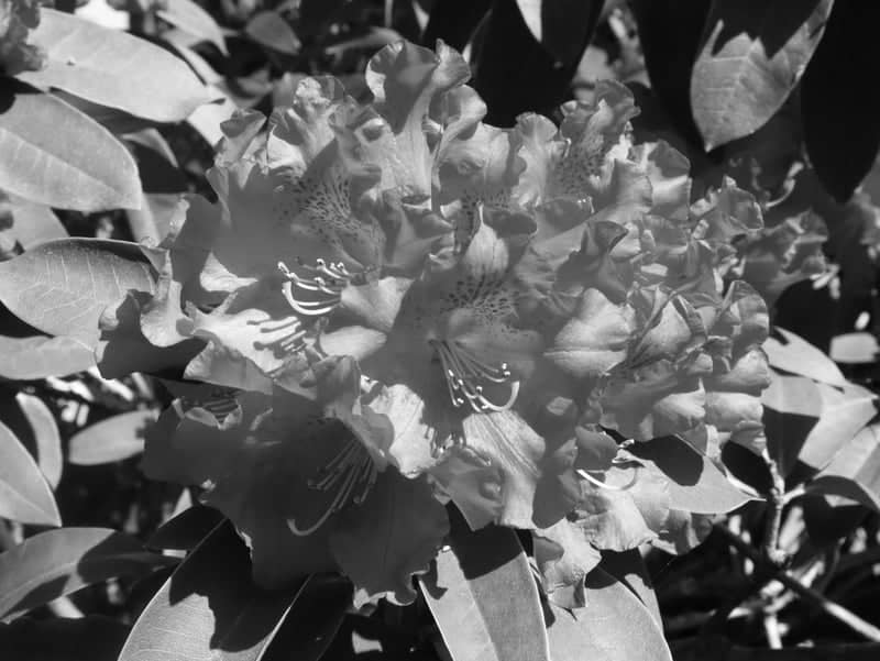 Burnaby Garden Blooms - Image 1