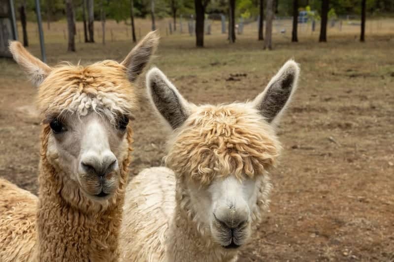 Thornton Alpaca Farm - Image 1