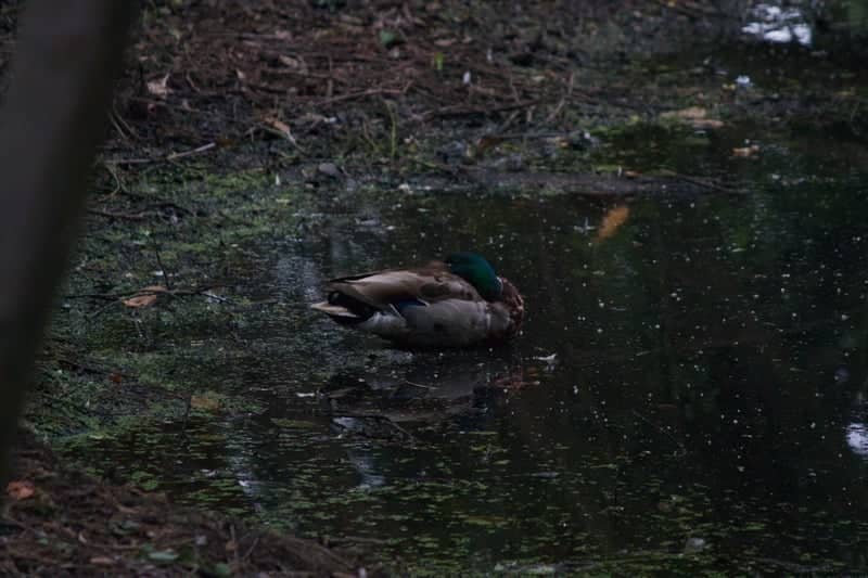 Shaw Drive Nature Path - Image 1