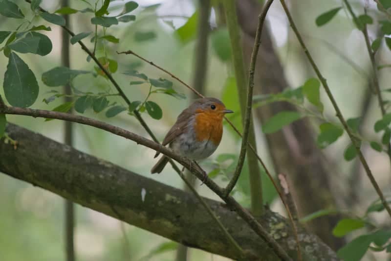 Braycourt Avenue Garden Wildlife - Image 1