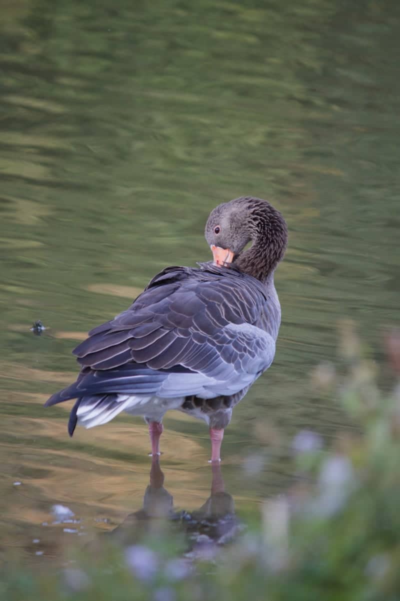 River Thames at Hurst Park - Image 1