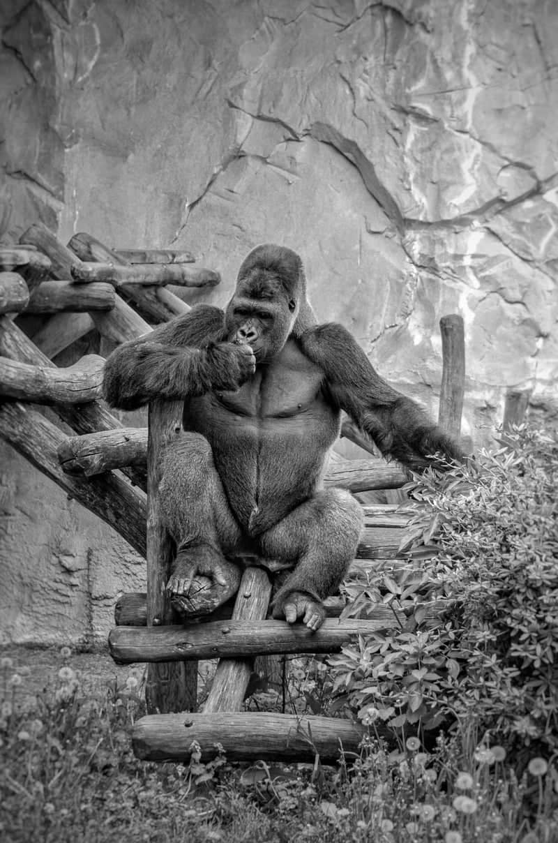 Zoo d'Amnéville - Image 1