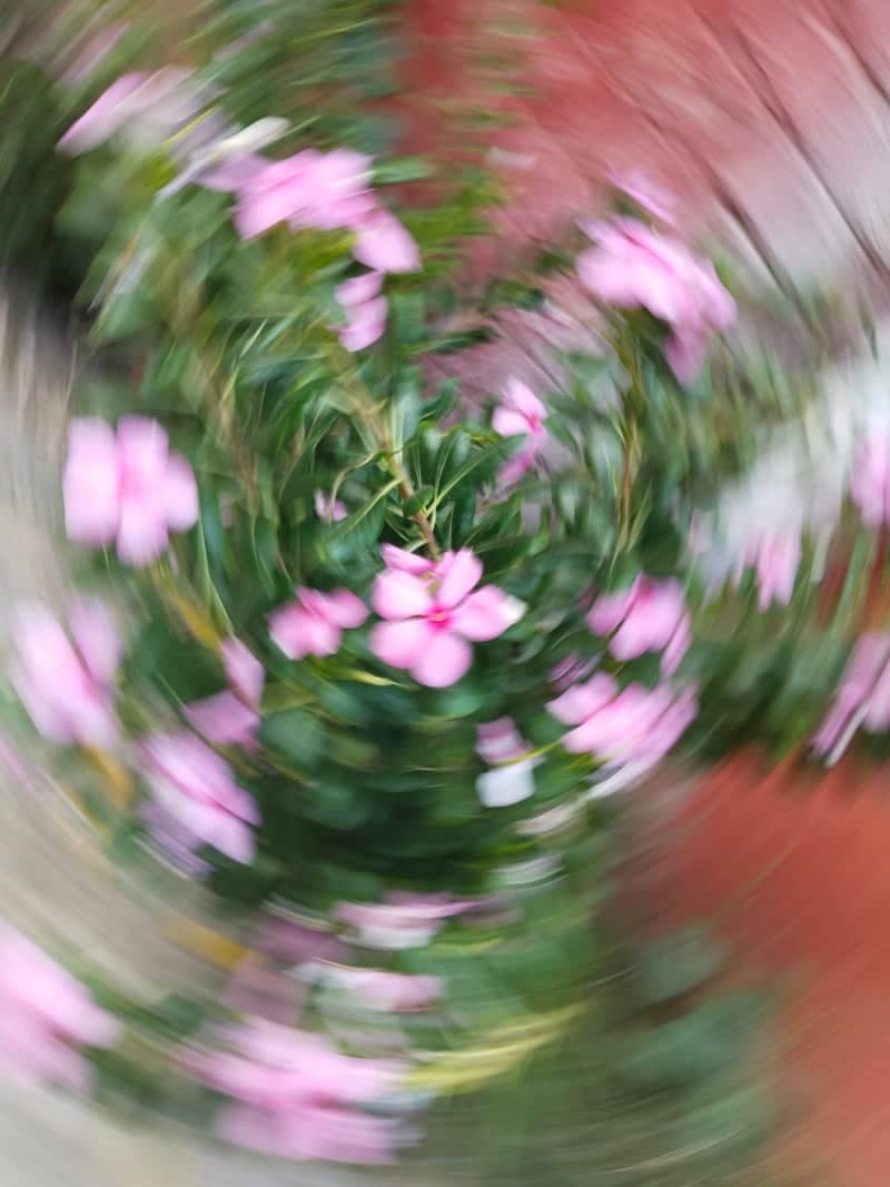 Kandwa Gate Floral Garden - Image 1