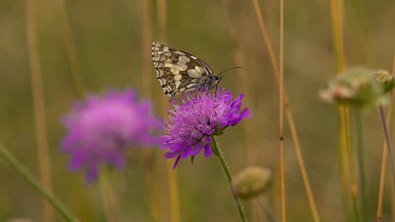 Ahuy Wildflower Meadows - Image 1