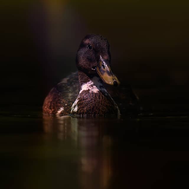 Flickschupark - Image 1