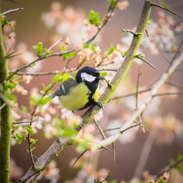 Flickschupark - Image 1