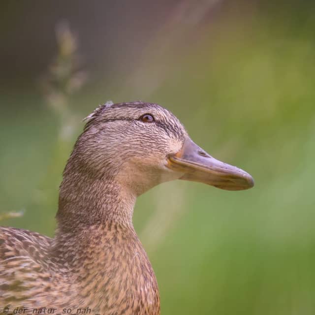 Flickschupark Burg - Image 1