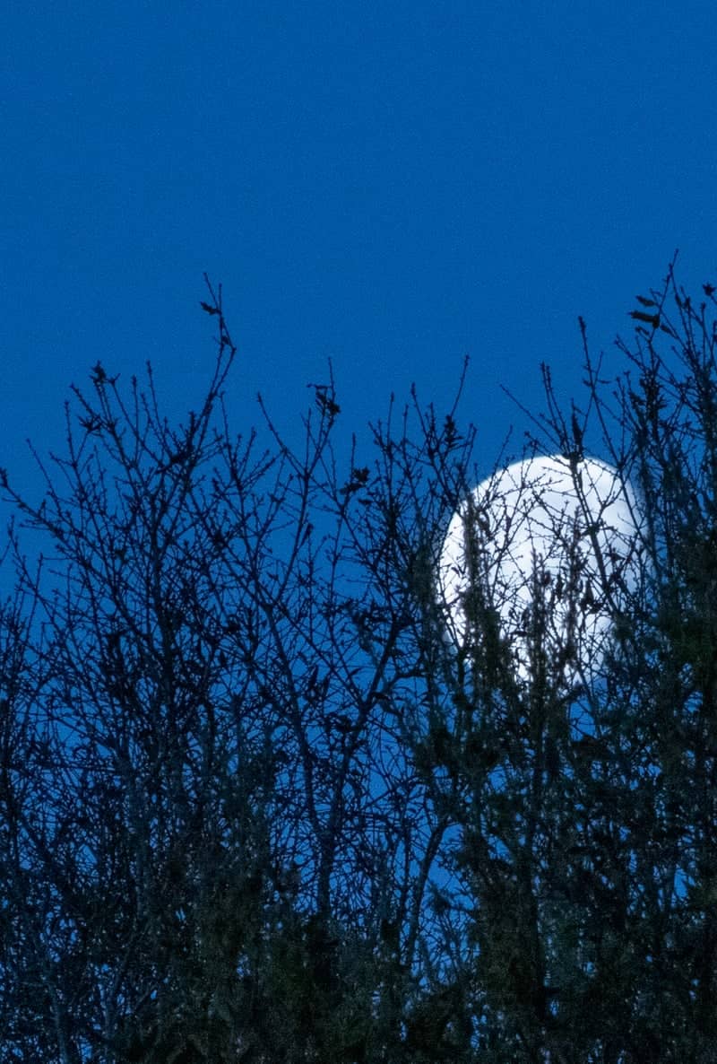 Hollow Oak Moonrise - Image 1