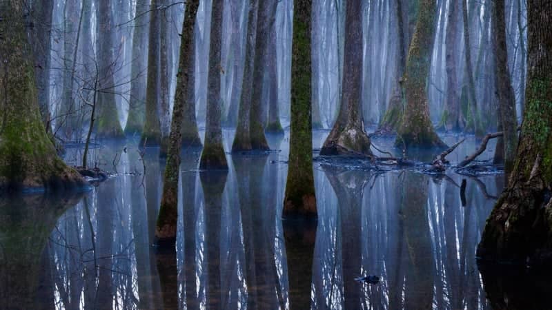 Wheeler National Wildlife Refuge Cypress Swamp - Image 1