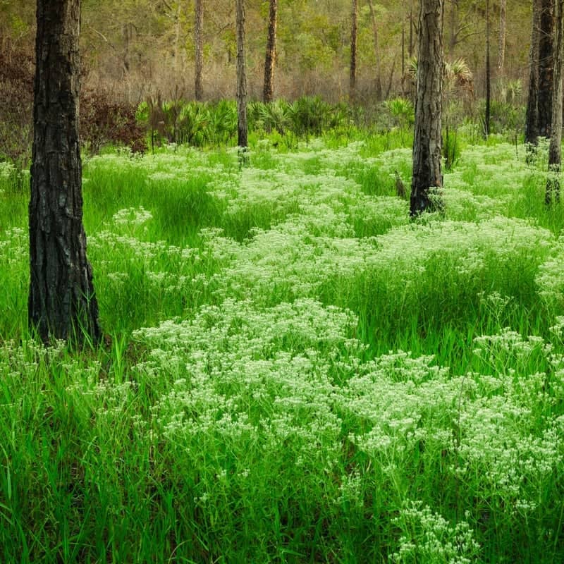 Chassahowitzka Pine Flatwoods - Image 1