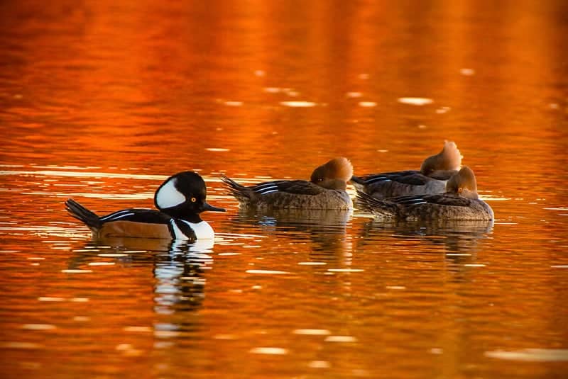 Rocky Creek Pond - Image 1