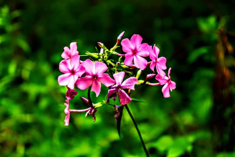 Mentone Woodland Blooms - Image 1