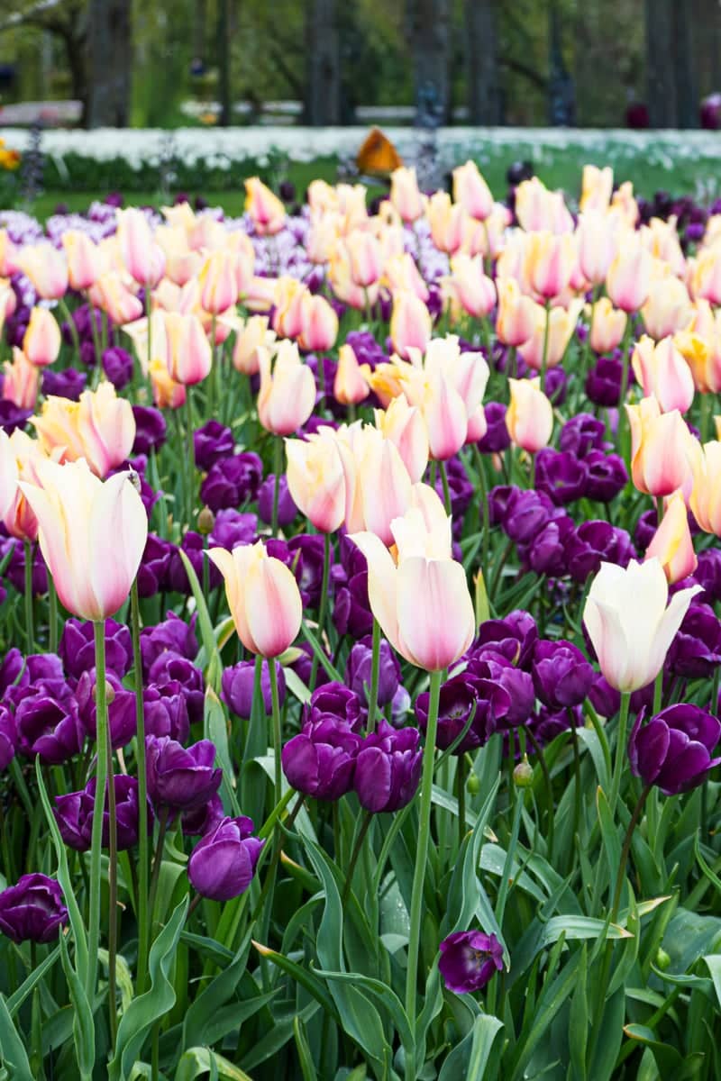 Keukenhof Street Tulip Garden - Image 1