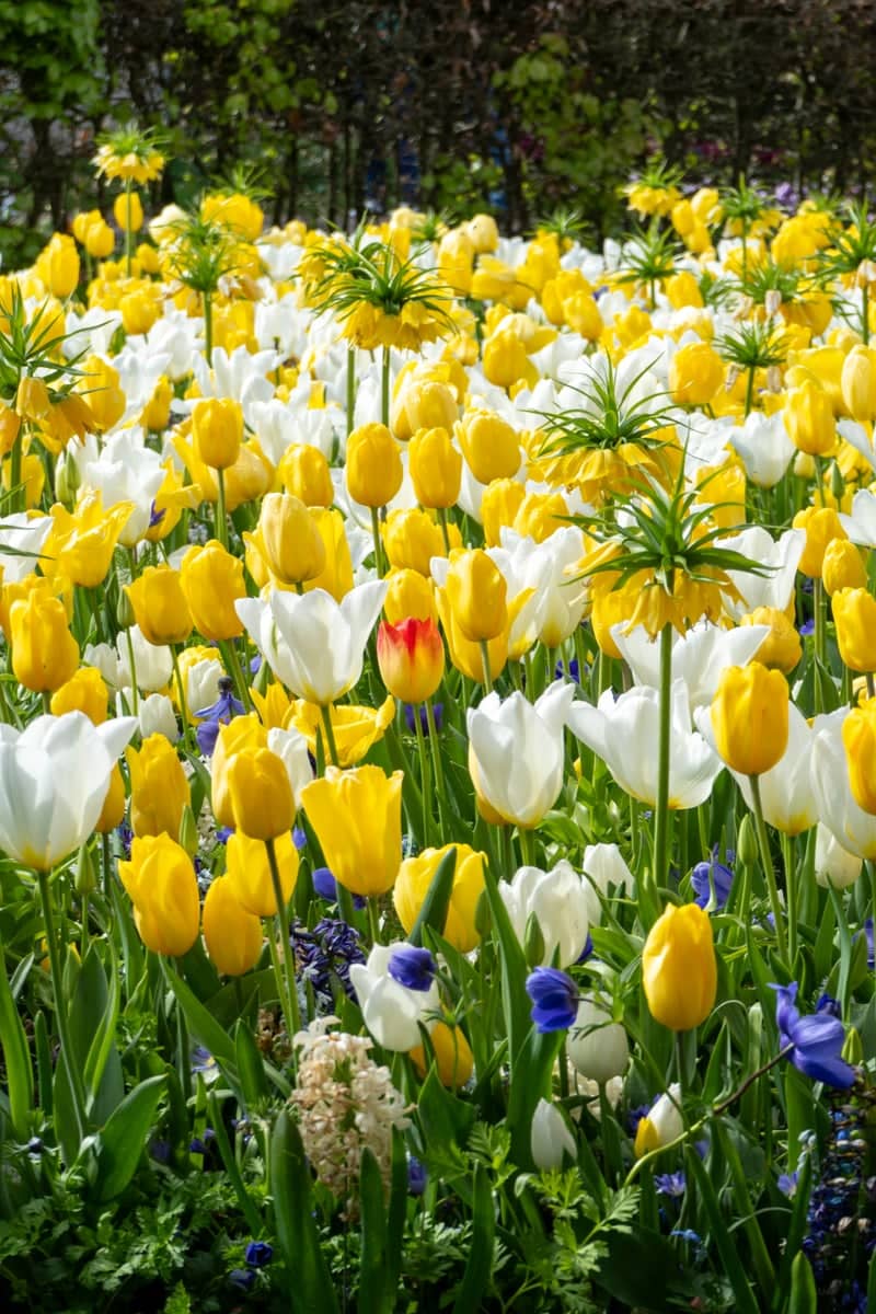 Spring Flower Garden, Eext - Image 1