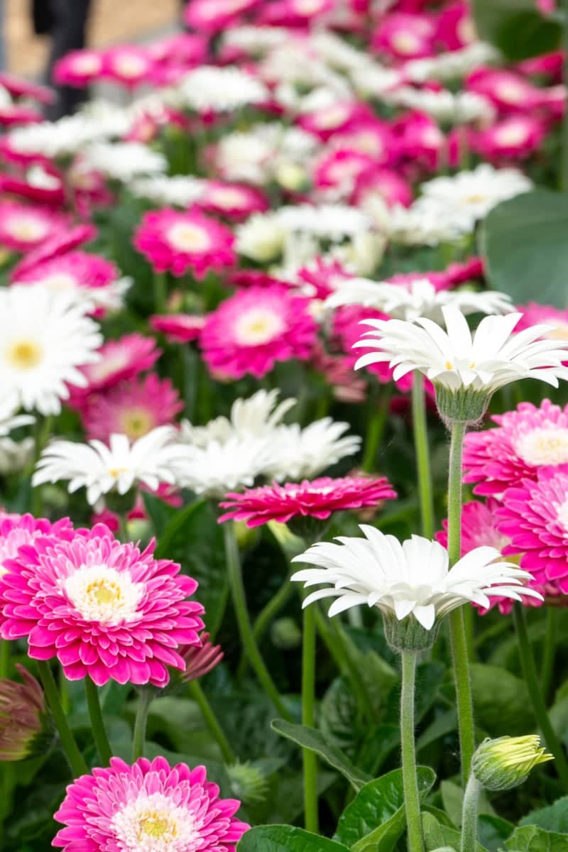 Eext Flower Gardens - Image 1