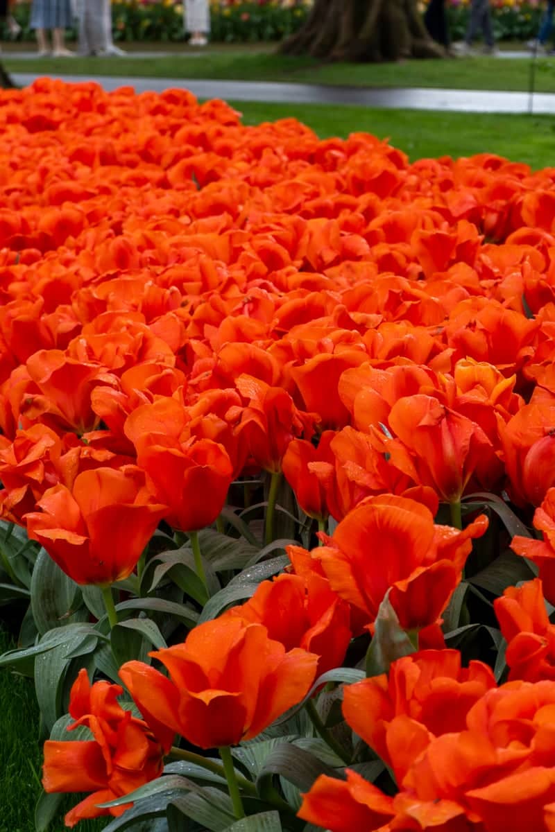 Keukenhof Gardens - Image 1