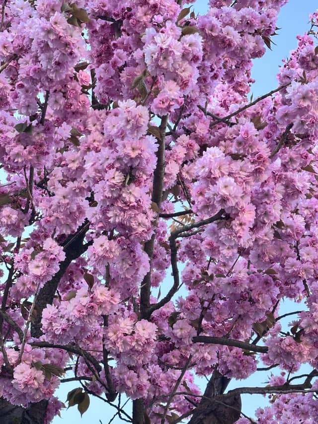 Lubin Cherry Blossom Walk - Image 1