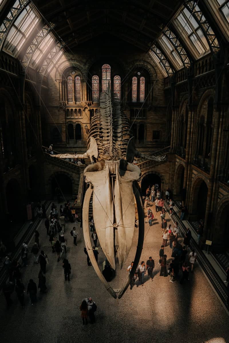 Natural History Museum - Image 1