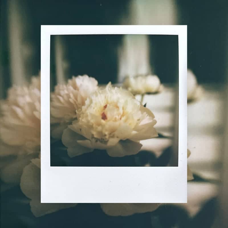 Bellshill Garden Peonies - Image 1