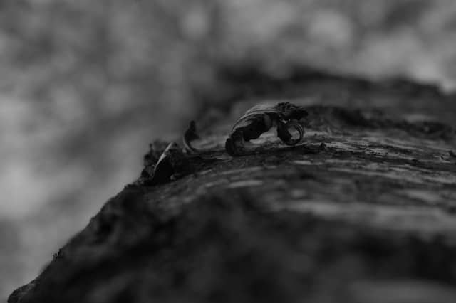 Granne Forest Details - Image 1