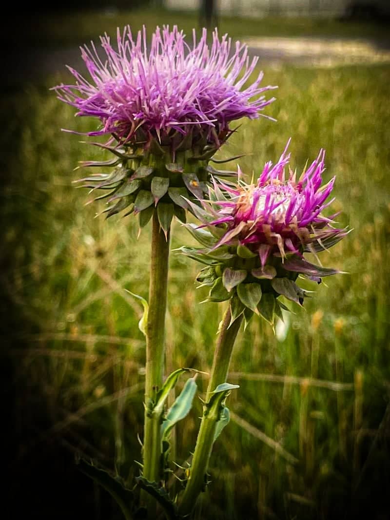 Banner Road Prairie - Image 1