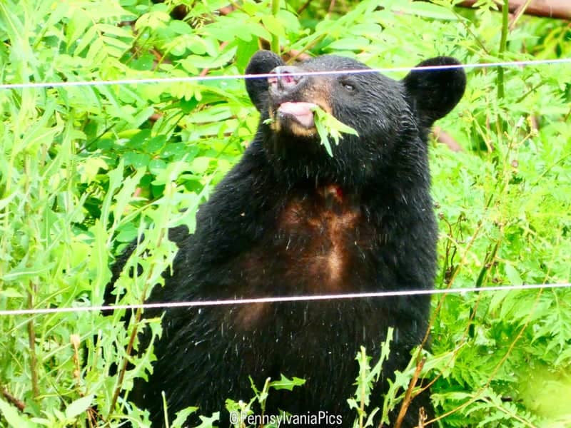Great Smoky Mountains Wildlife Spot - Image 1