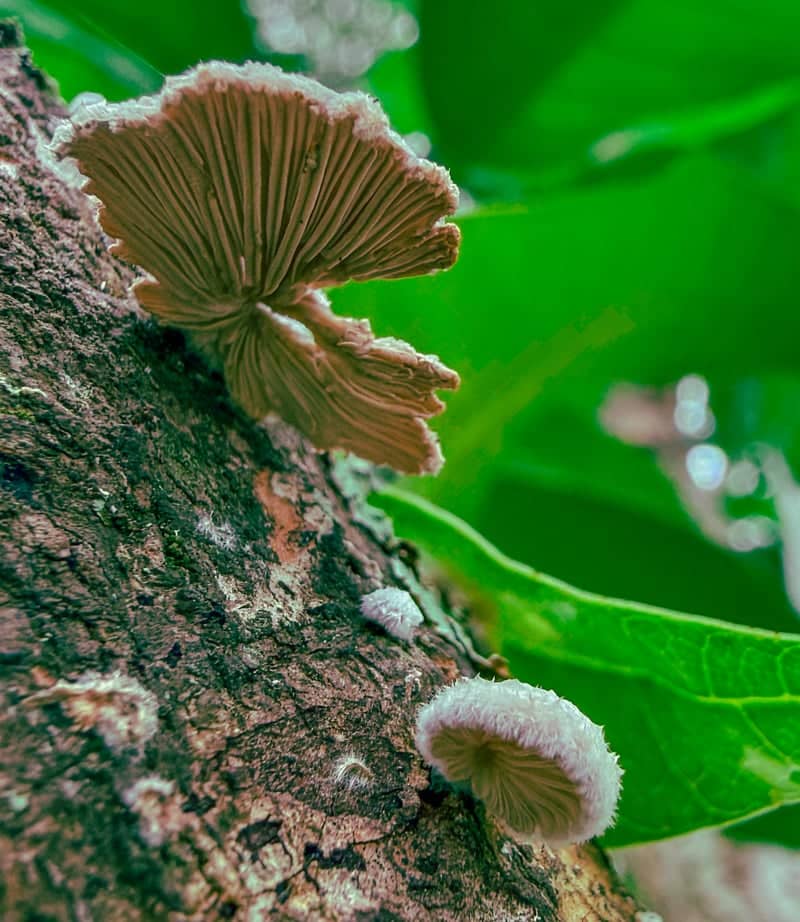 Lehigh Acres Woodland Macro Spot - Image 4