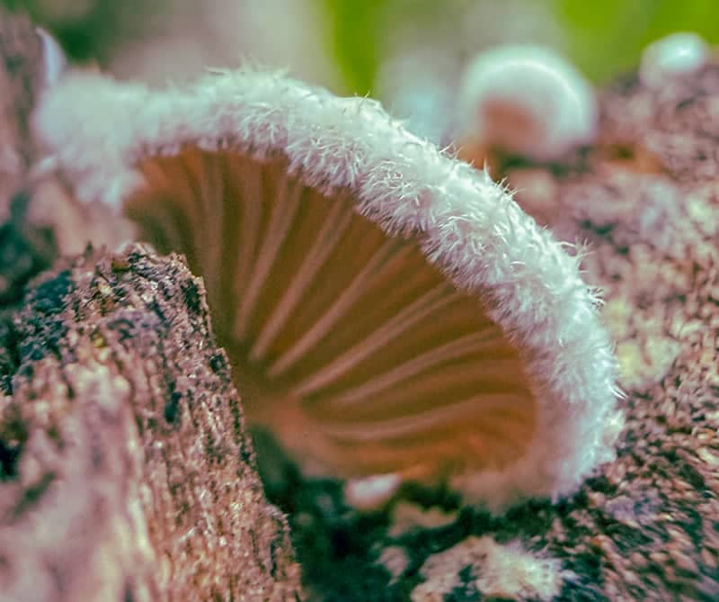 Lehigh Acres Woodland Macro Spot - Image 3
