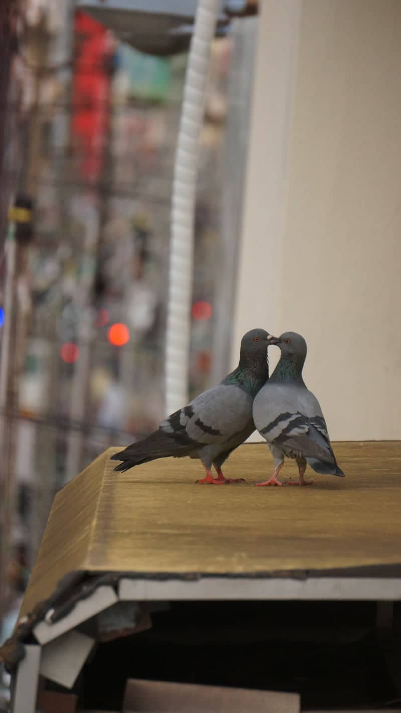 Mysore Urban Ledge - Image 1