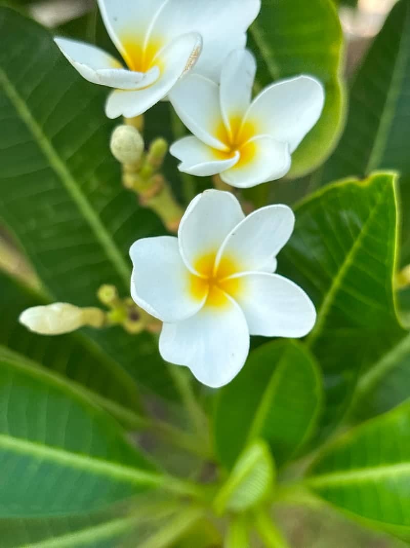 Tirukalukundram Tropical Garden - Image 1