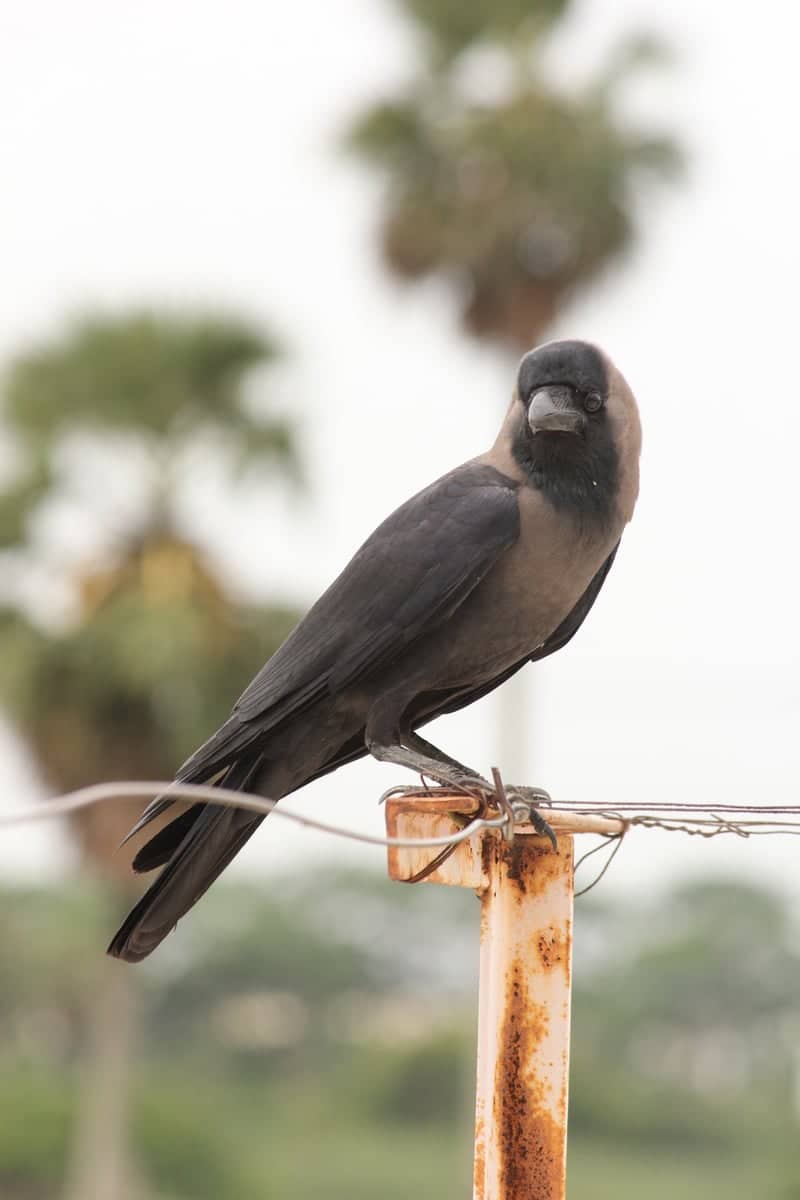 Chengalpattu Urban Wildlife Spot - Image 1