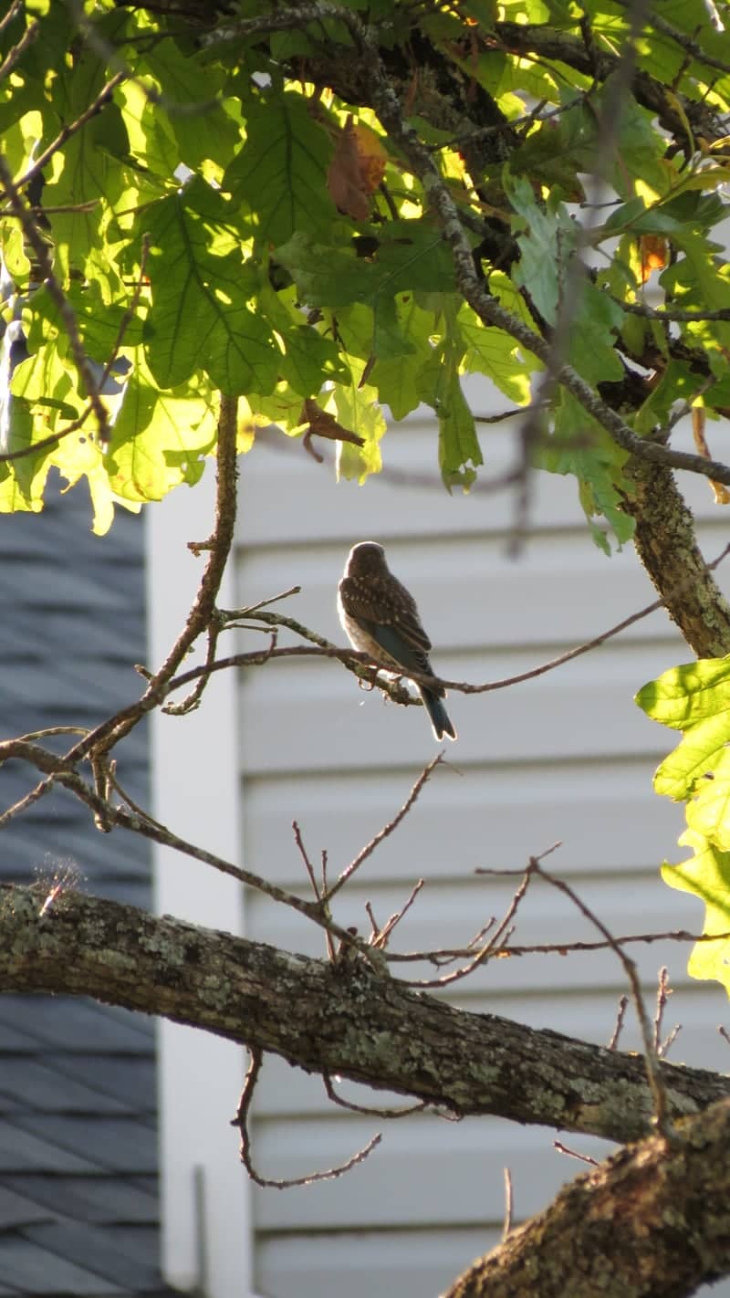 Forsyth Residential Nature Spot - Image 1