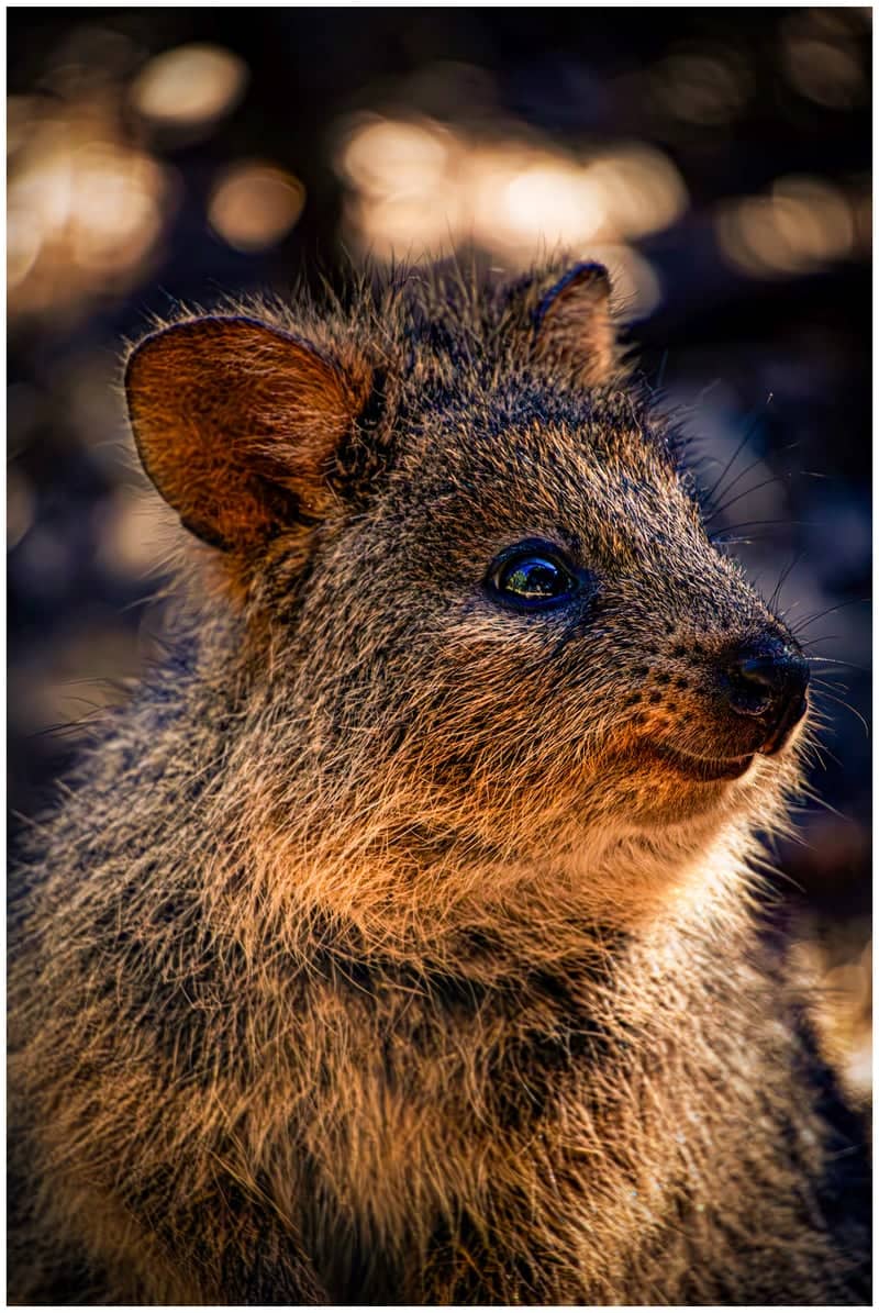 Rottnest Island - Image 1