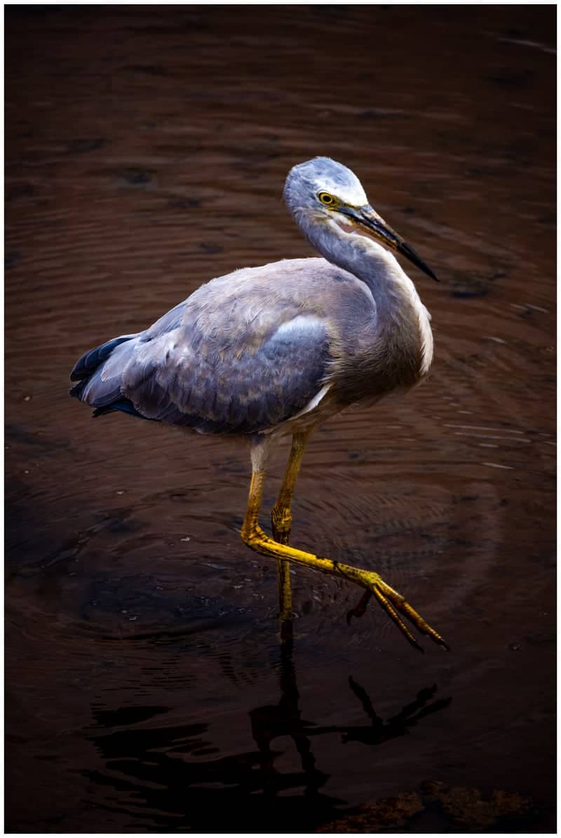 Canal du Midi Wildlife - Image 1