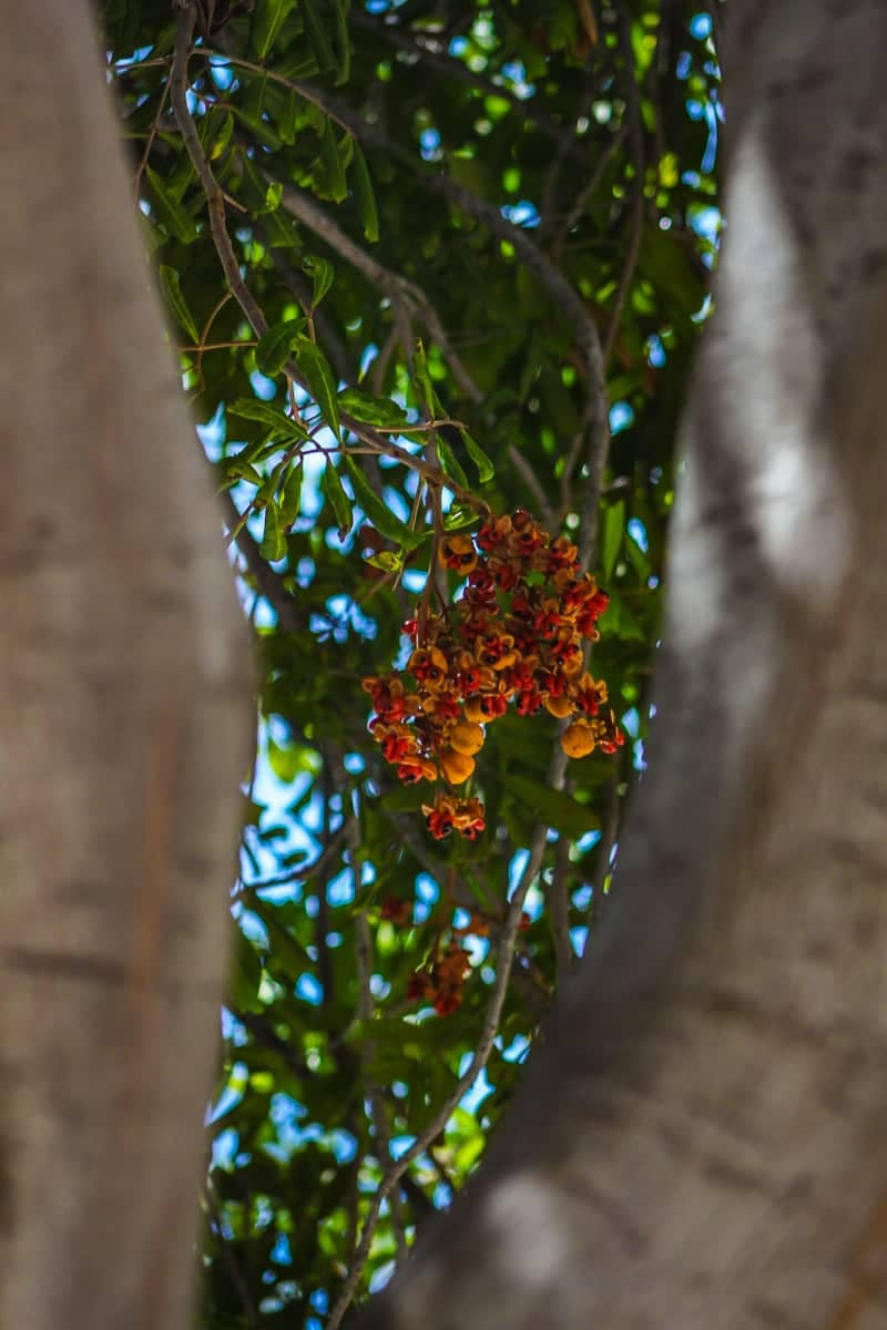 Fillmore Garden Flora - Image 1