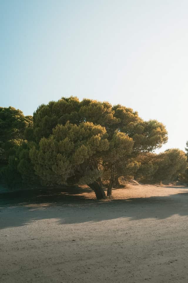 Vasilikos Coastal Pines