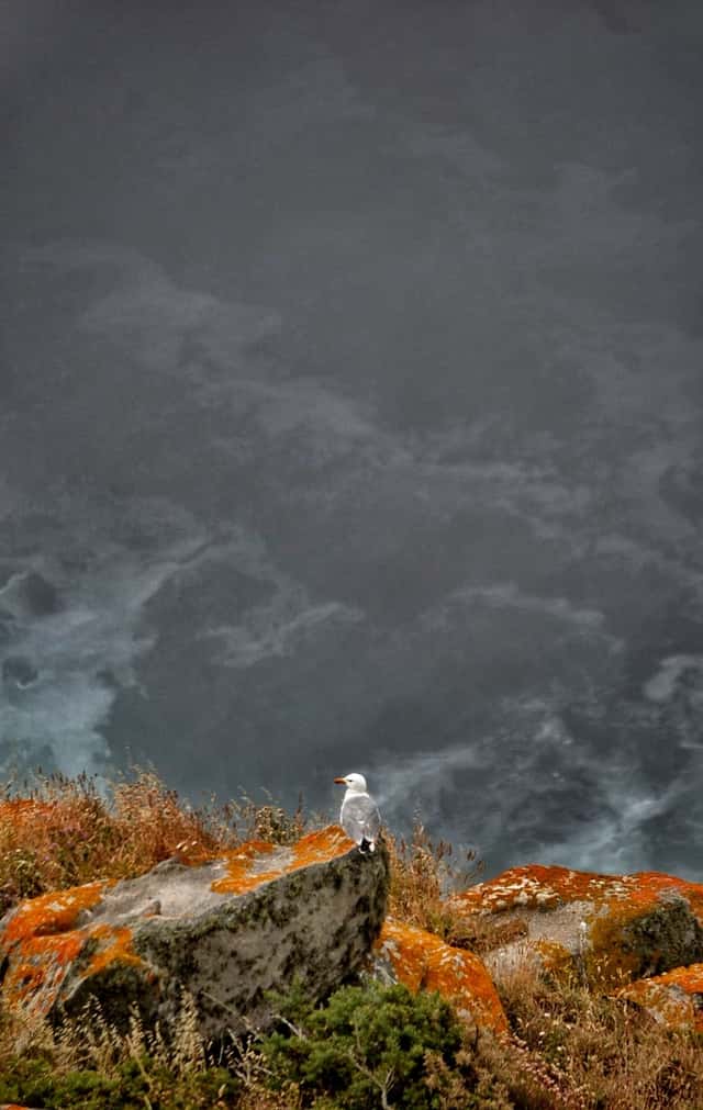 Cíes Islands Coastal Cliffs