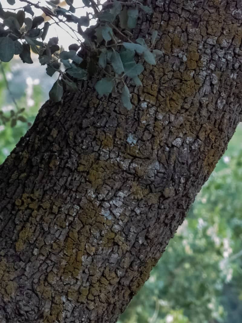 Ruidera Mediterranean Woodlands - Image 1