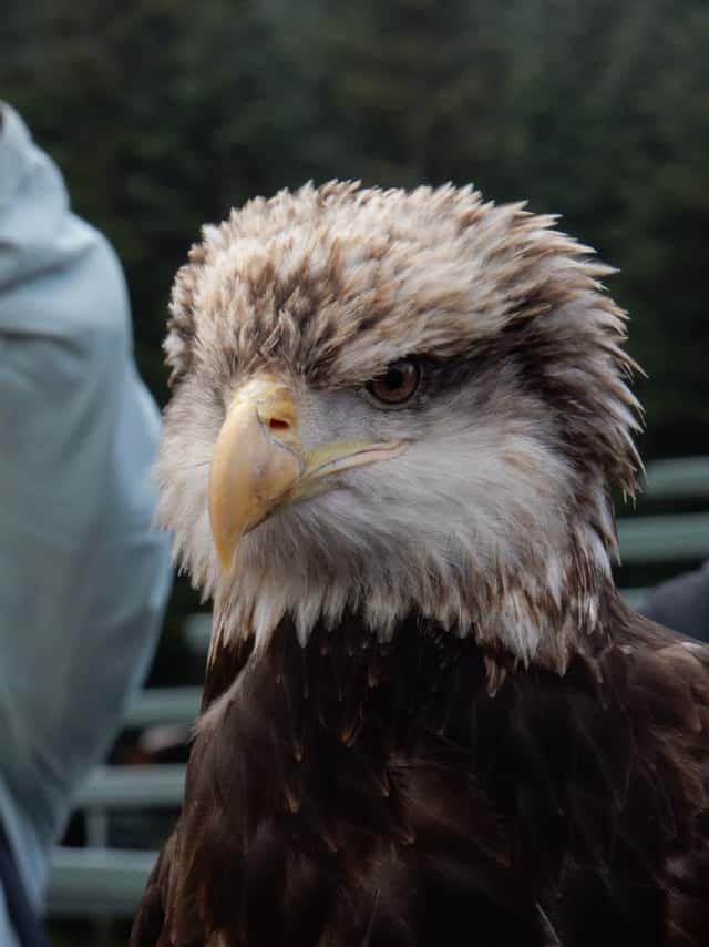 Grouse Mountain Wildlife Refuge