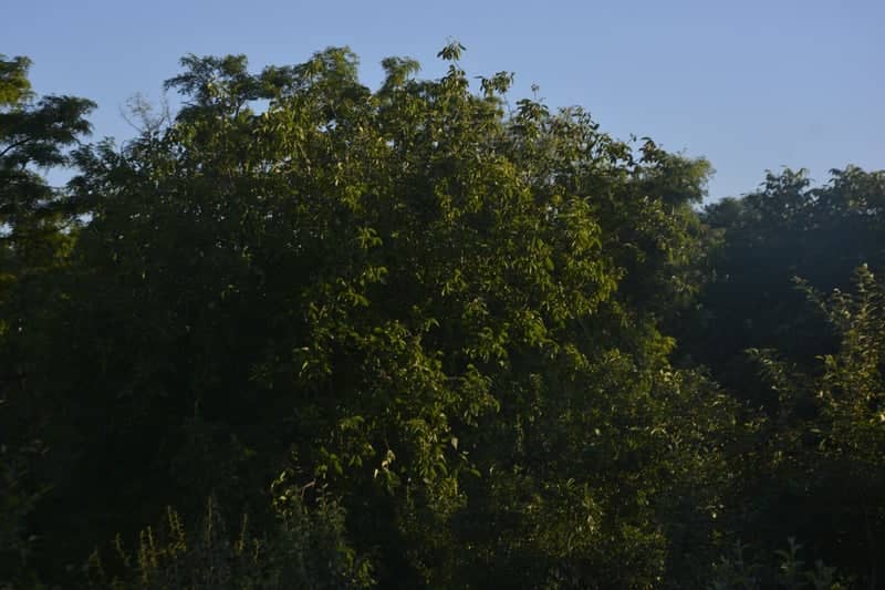Huși Garden Greenery - Image 1